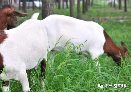 高溫天養(yǎng)羊愁壞了？用好這些方法防暑增產(chǎn)，速來(lái)圍觀(guān)！
