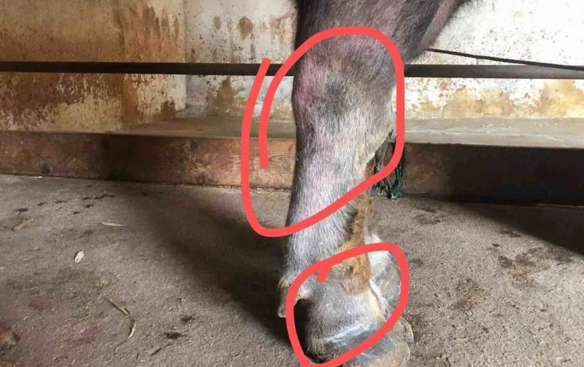 肉牛口蹄疫如何防治？