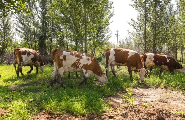 肉牛養(yǎng)殖夏季解暑妙招